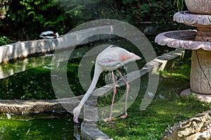 photo of pink flamingo at the zoo