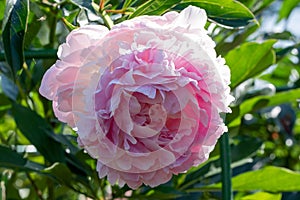 Photo of pink peony in close up and soft focus