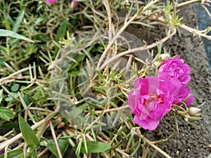 The photo of the pink roadside flowers is very beautiful photo