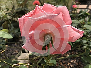 Behind a macro Photo of a pink rose bush garden in garden