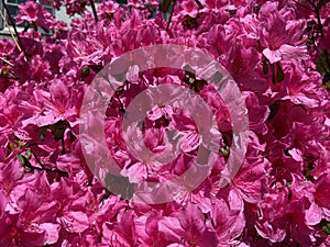 Pink Sunlit Azalea Flowers in Spring in April photo