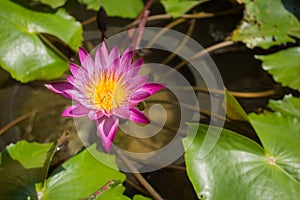 Photo of a Pink Water Lillie taken in Bangkok, Thailand