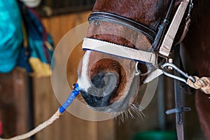 Photo of a pinto nose in a bridle and halter