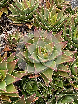 Photo of the Plant Aloe Perfoliata or Aloe Mitriformis