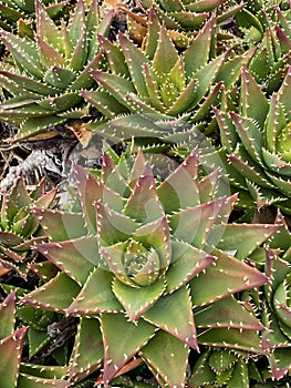 Photo of the Plant Aloe Perfoliata or Aloe Mitriformis