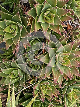 Photo of the Plant Aloe Perfoliata or Aloe Mitriformis