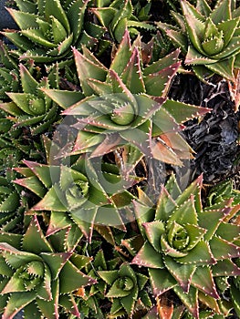 Photo of the Plant Aloe Perfoliata or Aloe Mitriformis