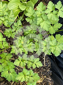 Photo of the Plant Coriander Coriandrum Sativum Chinese Parsley Dhania or Cilantro