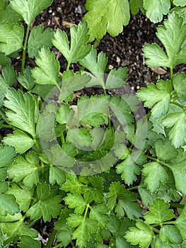 Photo of the Plant Coriander Coriandrum Sativum Chinese Parsley Dhania or Cilantro photo