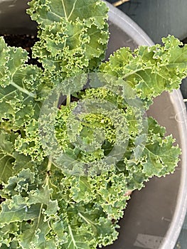 Photo of the Plant Curly Kale or Borecole