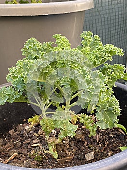 Photo of the Plant Curly Kale or Borecole