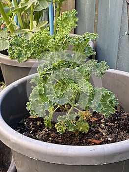 Photo of the Plant Curly Kale or Borecole