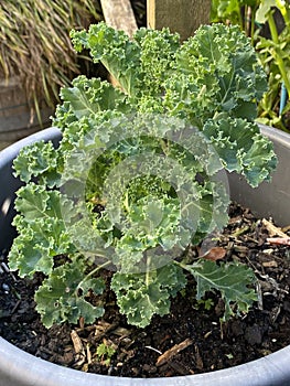 Photo of the Plant Curly Kale or Borecole