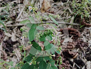 This is a photo of a plant that grows in the tropics and subtropics