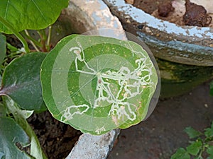 The photo of Plant leaf miner disease in yellow nasturtium leaves.