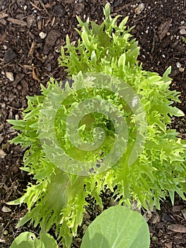 Photo of the Plant Lettuce Frisby or Lactuca Sativa Frisby