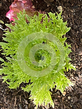 Photo of the Plant Lettuce Frisby or Lactuca Sativa Frisby photo