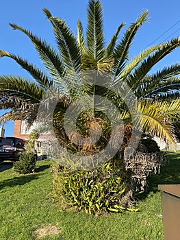 Photo of the Plant Phoenix Canariensis or Canary Island Date Palm