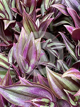 Photo of  Purple Wandering Jew Plant photo