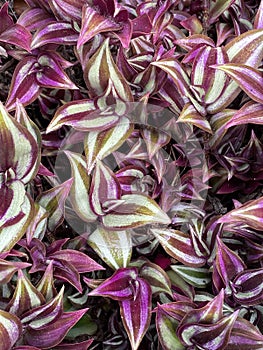 Photo of  Purple Wandering Jew Plant photo
