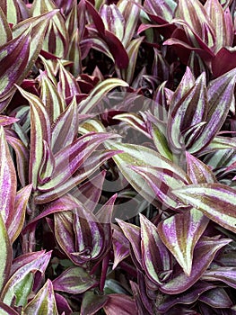 Photo of  Purple Wandering Jew Plant