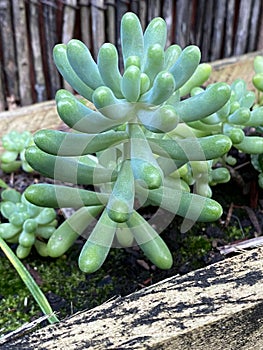 Photo of Plant Sedum pachyphyllum Rose