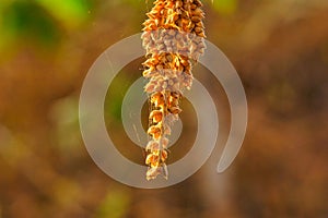 Photo A plant similar to wheat, the Poaceae family