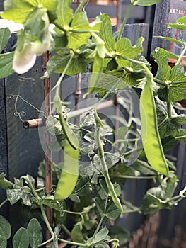 Photo of the Plant Snow Pea Chinese Pea or Pois Mangetout photo