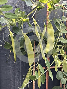 Photo of the Plant Snow Pea Chinese Pea or Pois Mangetout photo
