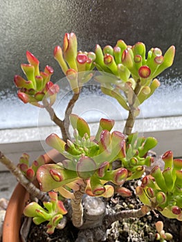 Photo of Plant succulent Crassula ovata ET`s Fingers coral, Jade