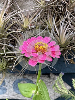 Photo of Plant Zinnia elegans or Common Zinnia