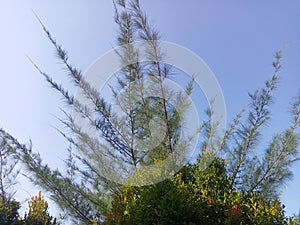 Photo pohon Cemara,pohon hiyasan serba bisa photo