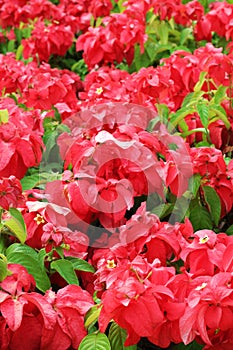 Photo of Poinsettia flower bed