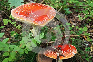 Photo of the poisonous and psychoactive mushroom red fly agarics (Amanita muscaria)