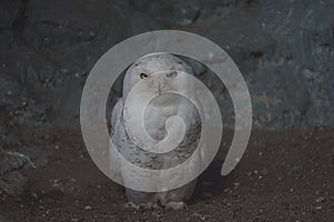 Photo of a polar owl. A large white bird on a dark background.