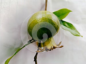 Photo of Pomegranate. Healthy product