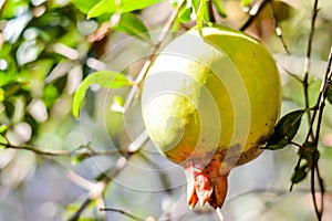 Photo of pomegranates that have started to ripen