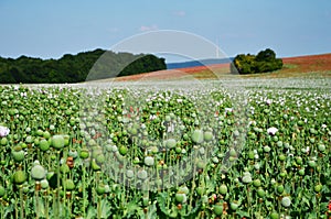 Photo of poppy field