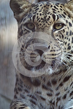 Photo portrait of an animal. The Far Eastern leopard.