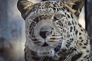 Photo portrait of an animal. The Far Eastern leopard.