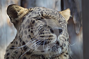 Photo portrait of an animal. The Far Eastern leopard.