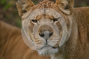 Photo portrait of a beautiful Barbary Lioness