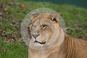 Photo portrait of a beautiful Barbary Lioness