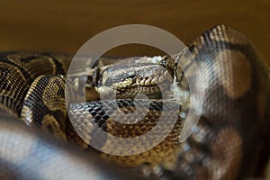 Photo portrait of a Boa constrictor
