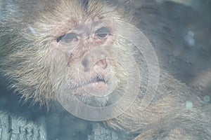 Photo portrait of a monkey. Close-up.