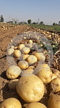 Potatoes sprouting from the fields photo