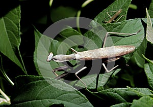 Photo of a praying mantis on a leaf