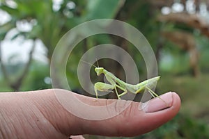 Photo of a praying mantis on someone& x27;s thumb. photo