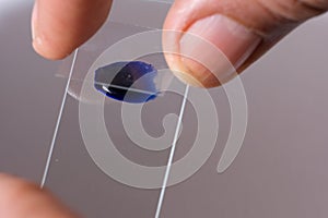 specimen on glass slide