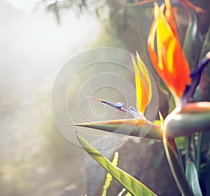 Photo presenting colorful flora of the tropical garden